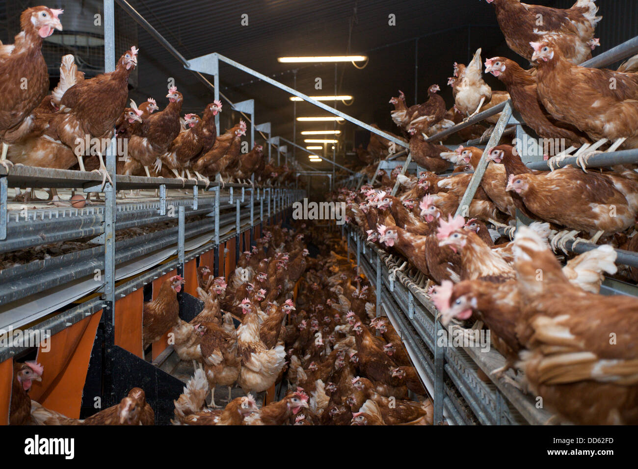 Battery hens hi-res stock photography and images - Alamy