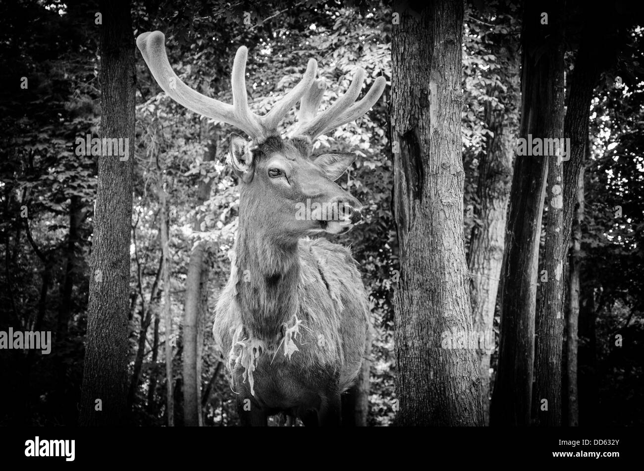 Stag at Virginia Safari Park Stock Photo