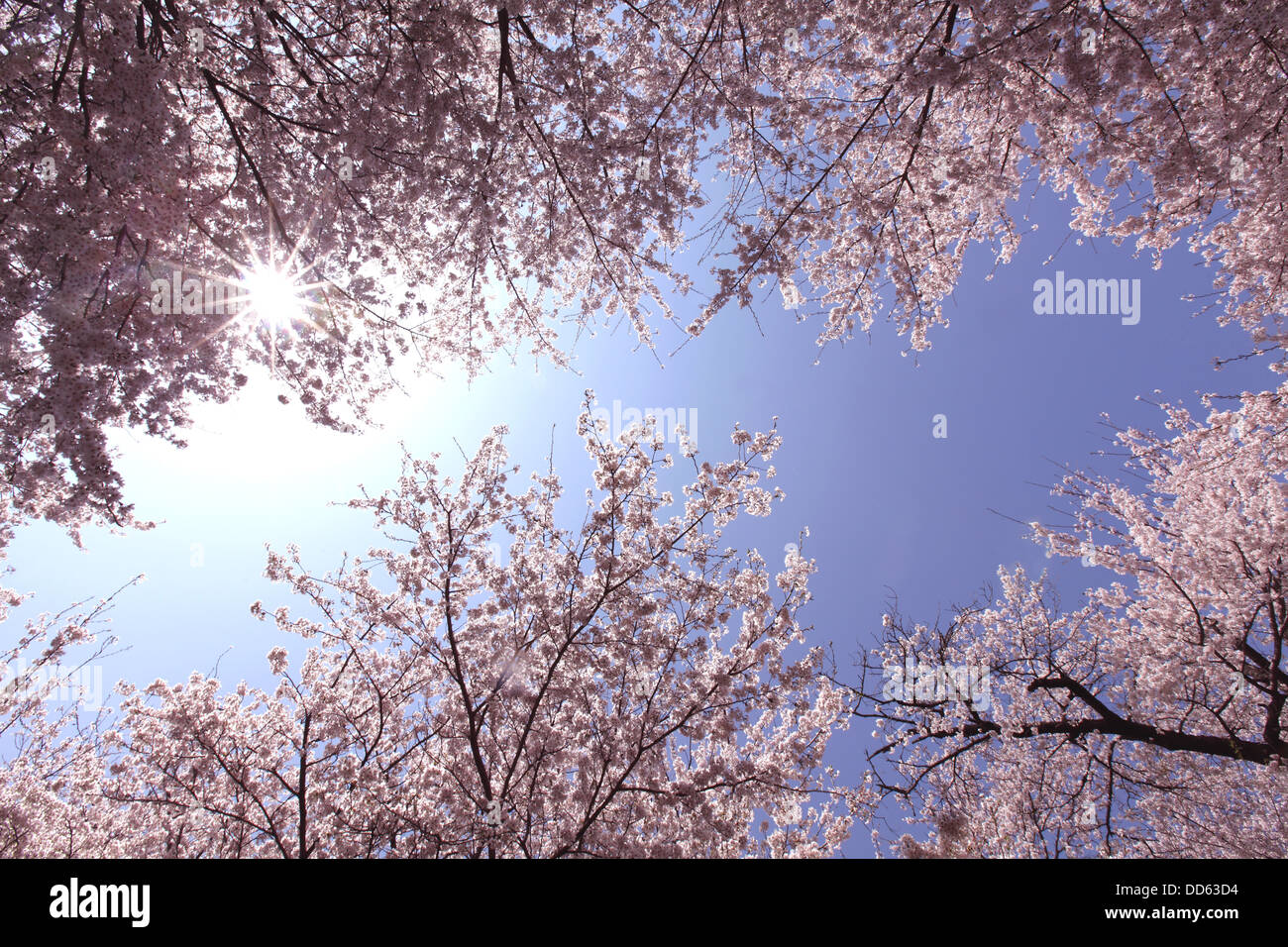 Cherry blossoms and sky Stock Photo - Alamy