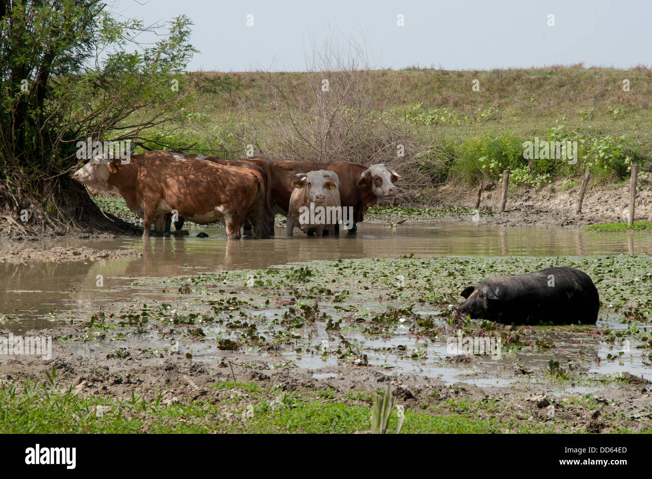 Traditional land use keeps the everywhere in Europe endangered Water Caltrop in a muddy pond in Lonjsko Polje park in Croatia. Stock Photo