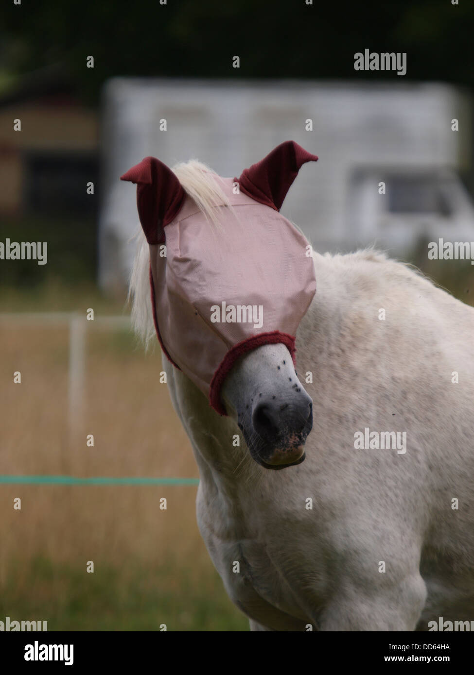 Horse wearing a Fly mask, sometimes called fly New Forest