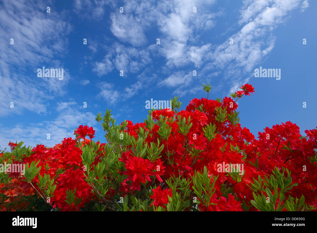 Blue azalea flowers hi-res stock photography and images - Alamy