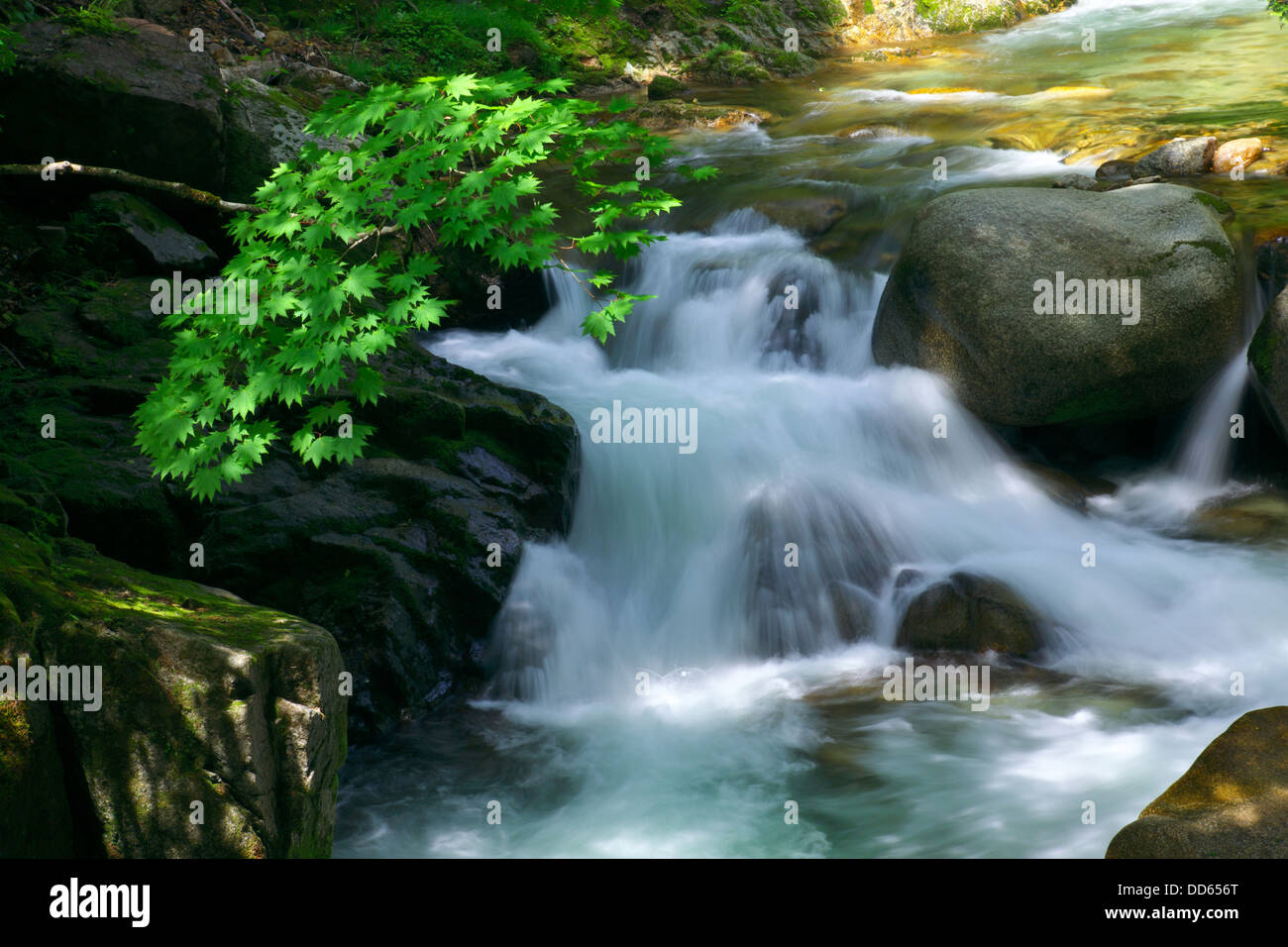 Mountain stream, Yamagata Prefecture Stock Photo