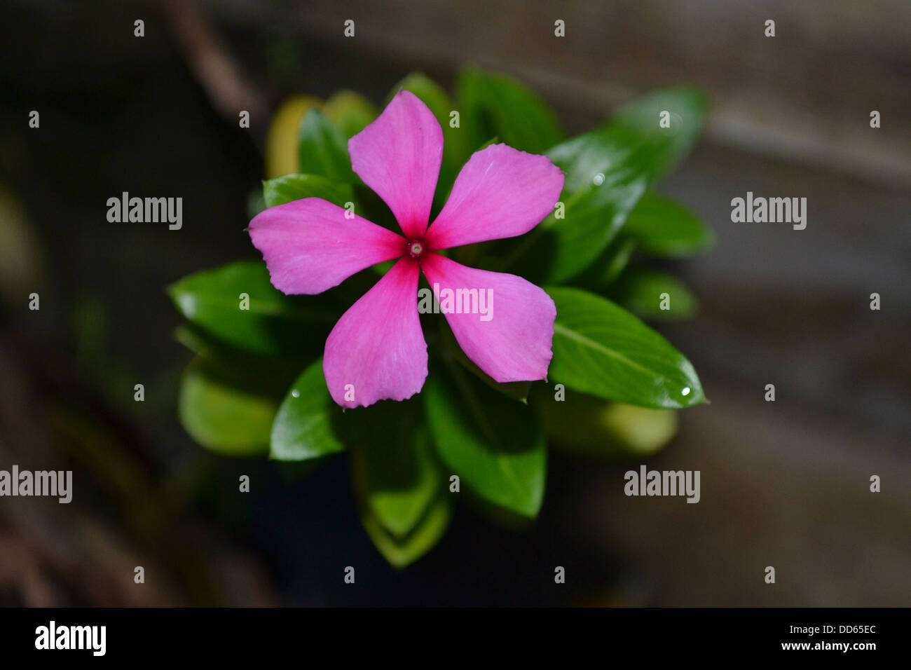 Pink an green hi-res stock photography and images - Alamy