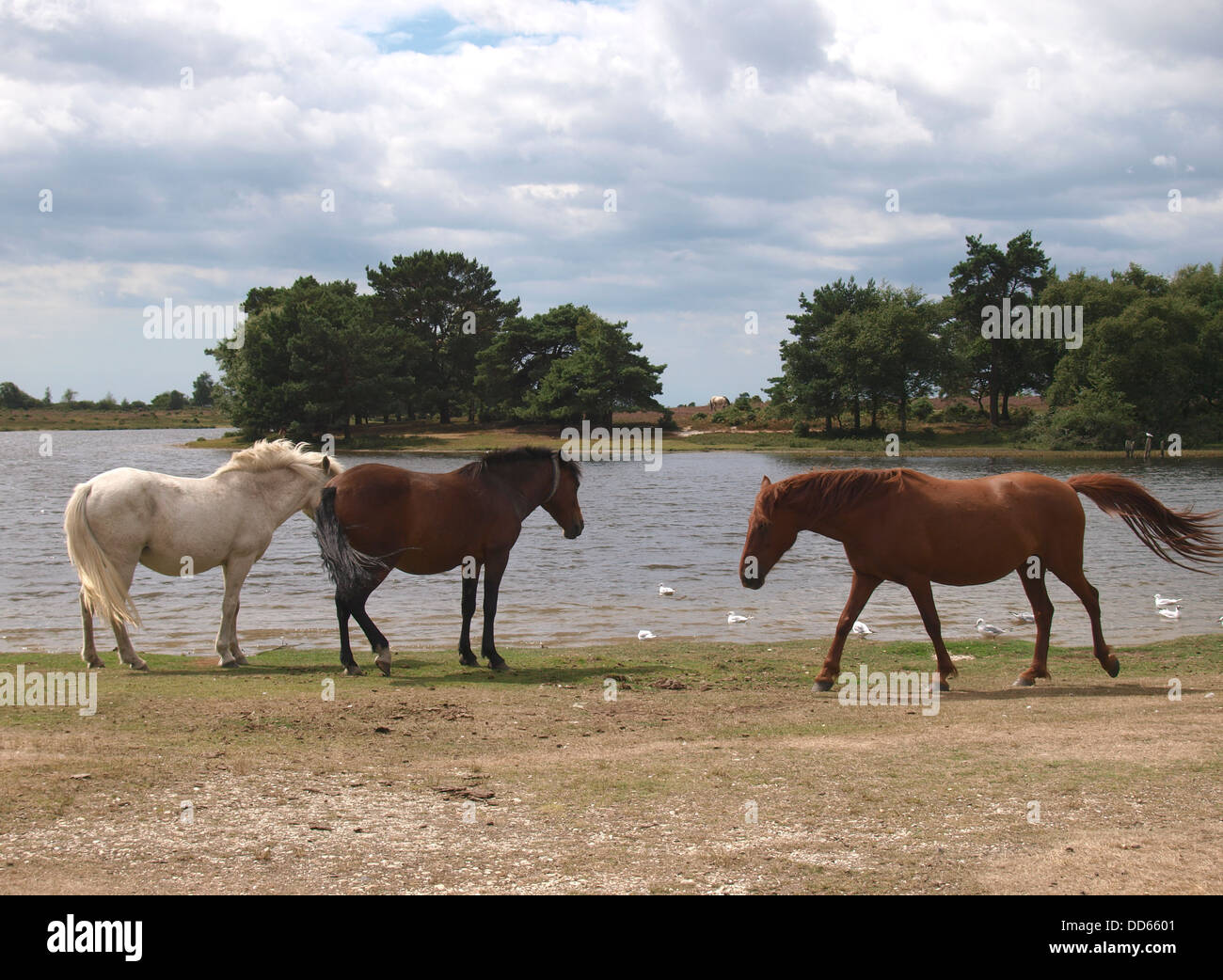 Ponies around Hatchet pond, New Forest, Hampshire, UK 2013 Stock Photo Alamy
