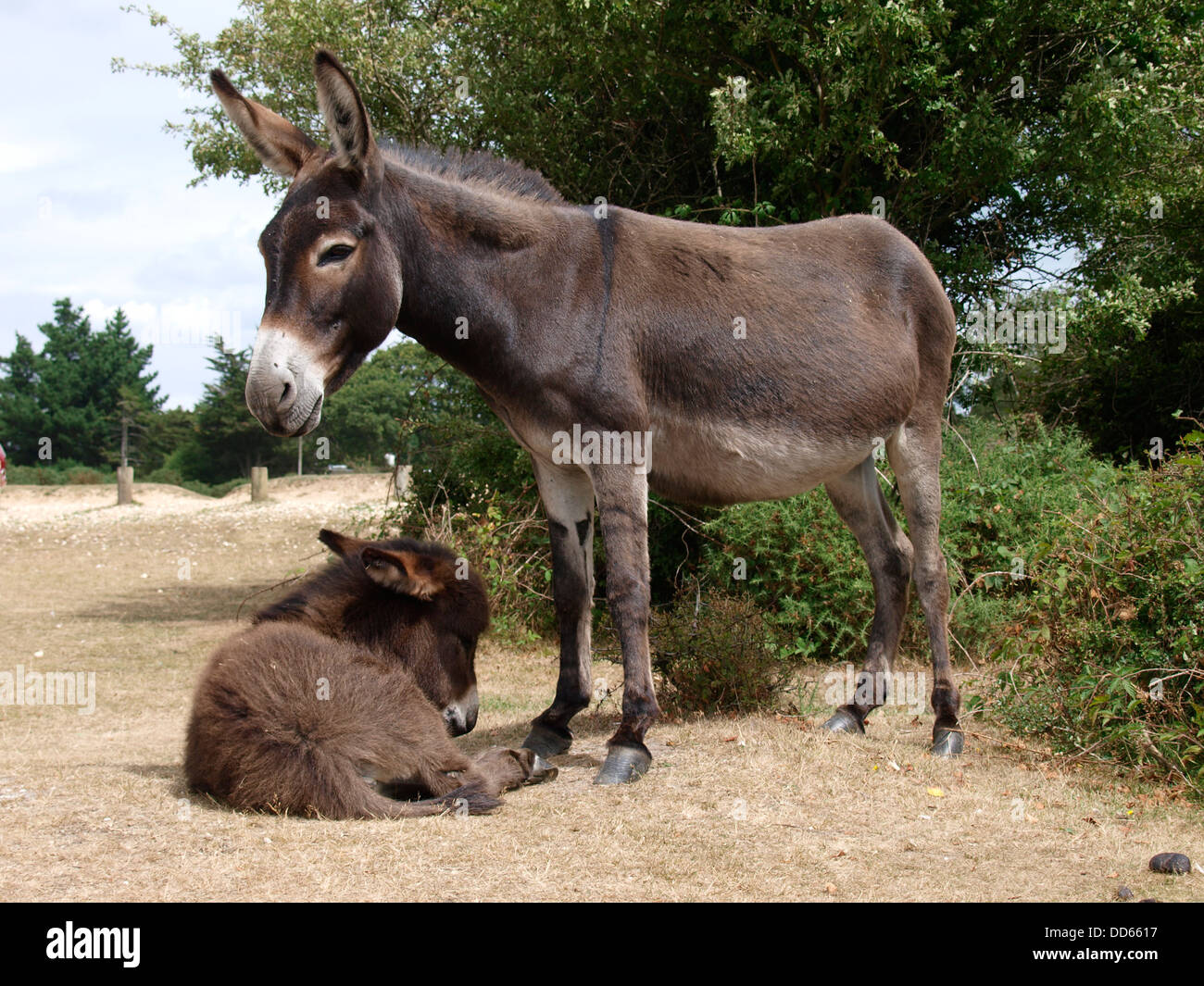Donkey and foal, New Forest, Hampshire, UK 2013 Stock Photo Alamy