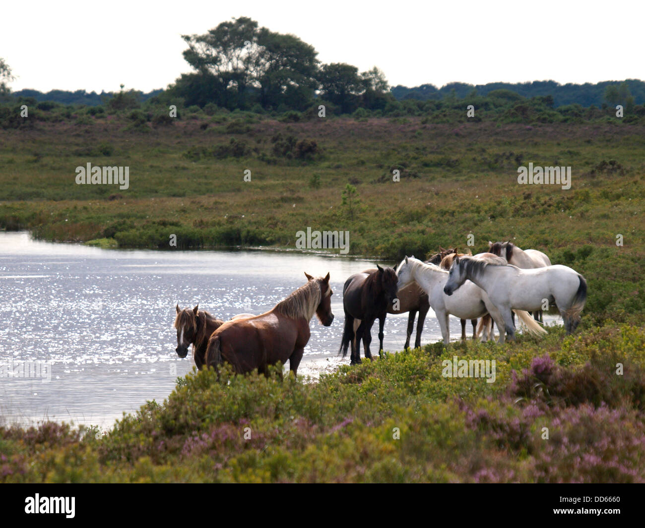 Ponies beside Hatchet pond, New Forest, Hampshire, UK 2013 Stock Photo Alamy
