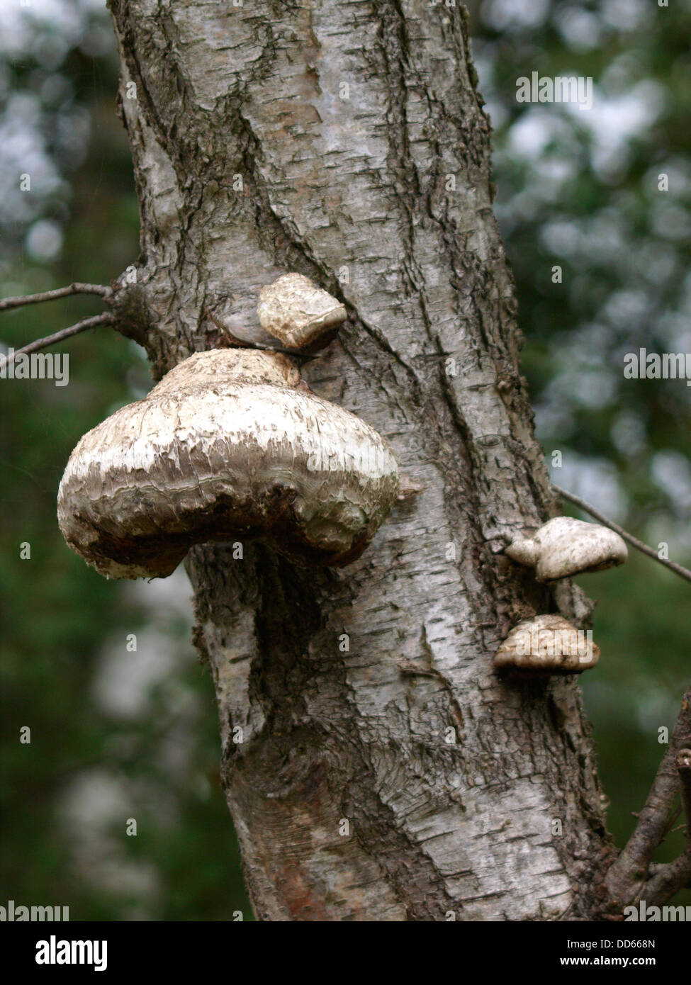 Birch Polypore, Piptoporus betulinus also known as the Razor Strop