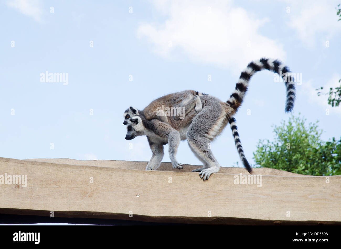 Lemurs, mother and baby Stock Photo