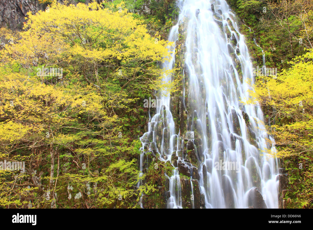 Taru hi-res stock photography and images - Alamy