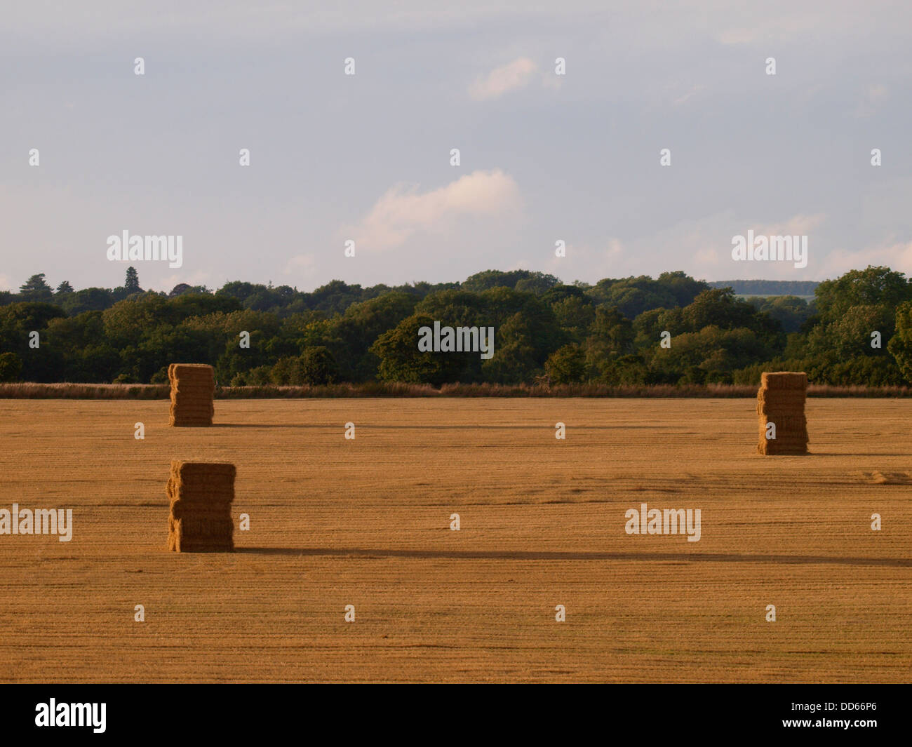 Haystack in the evening sunshine, Dorset, UK 2013 Stock Photo