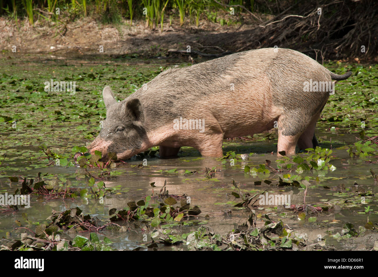 Turopolje Pigs feeding on the nearly everywhere in Europe endangered Water Caltrop in in Lonjsko Polje nature park in Croatia. Stock Photo