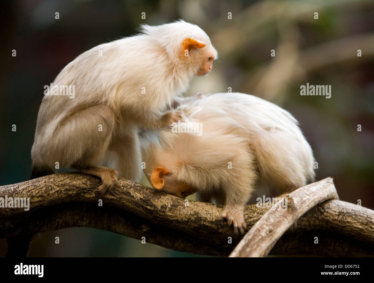 Monkeys london zoo hires stock photography and images Alamy