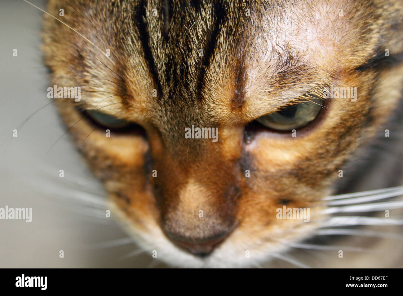 Bengal kitten close-up Stock Photo