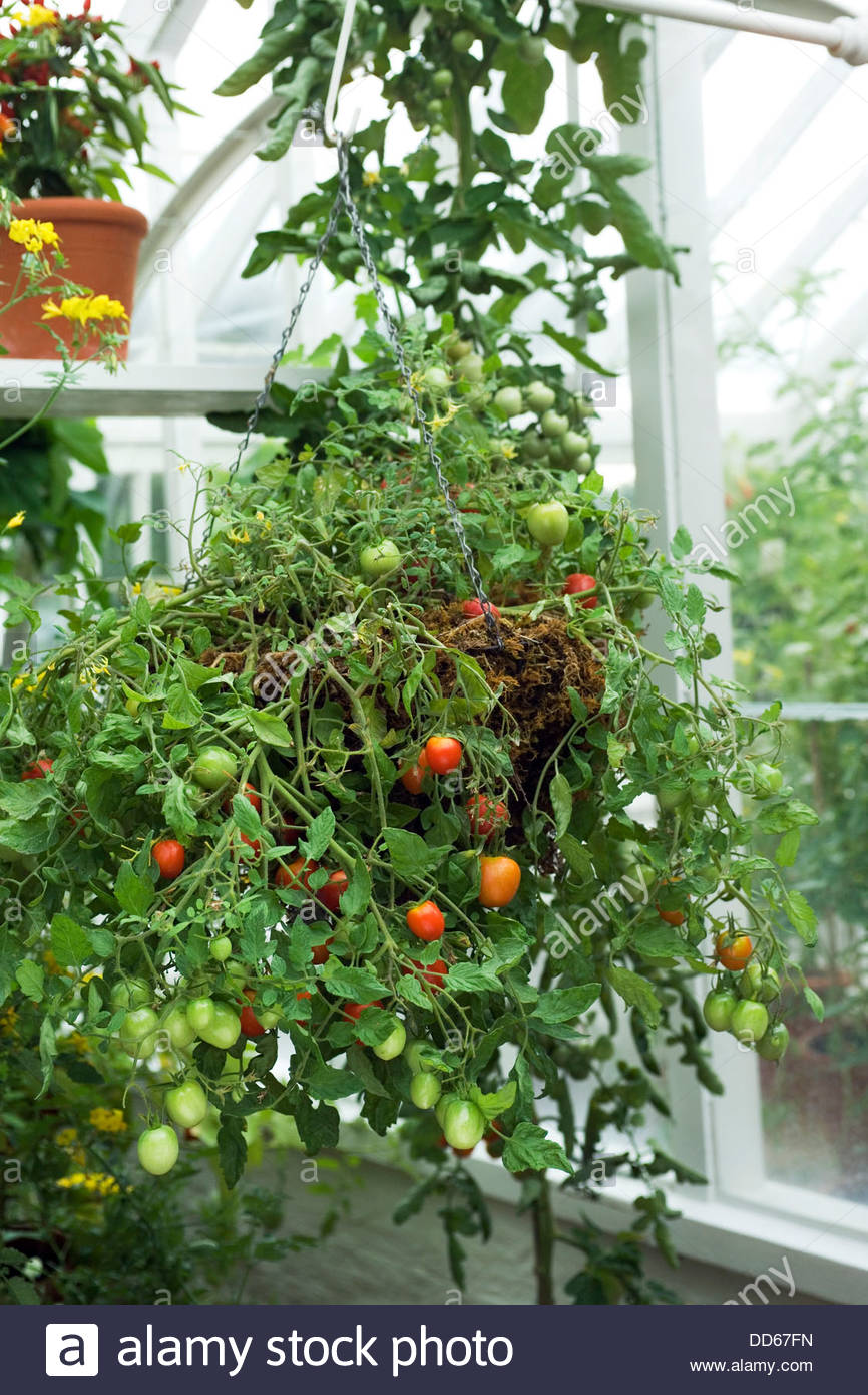 Tomatoes In Hanging Basket Stock Photos & Tomatoes In Hanging Basket