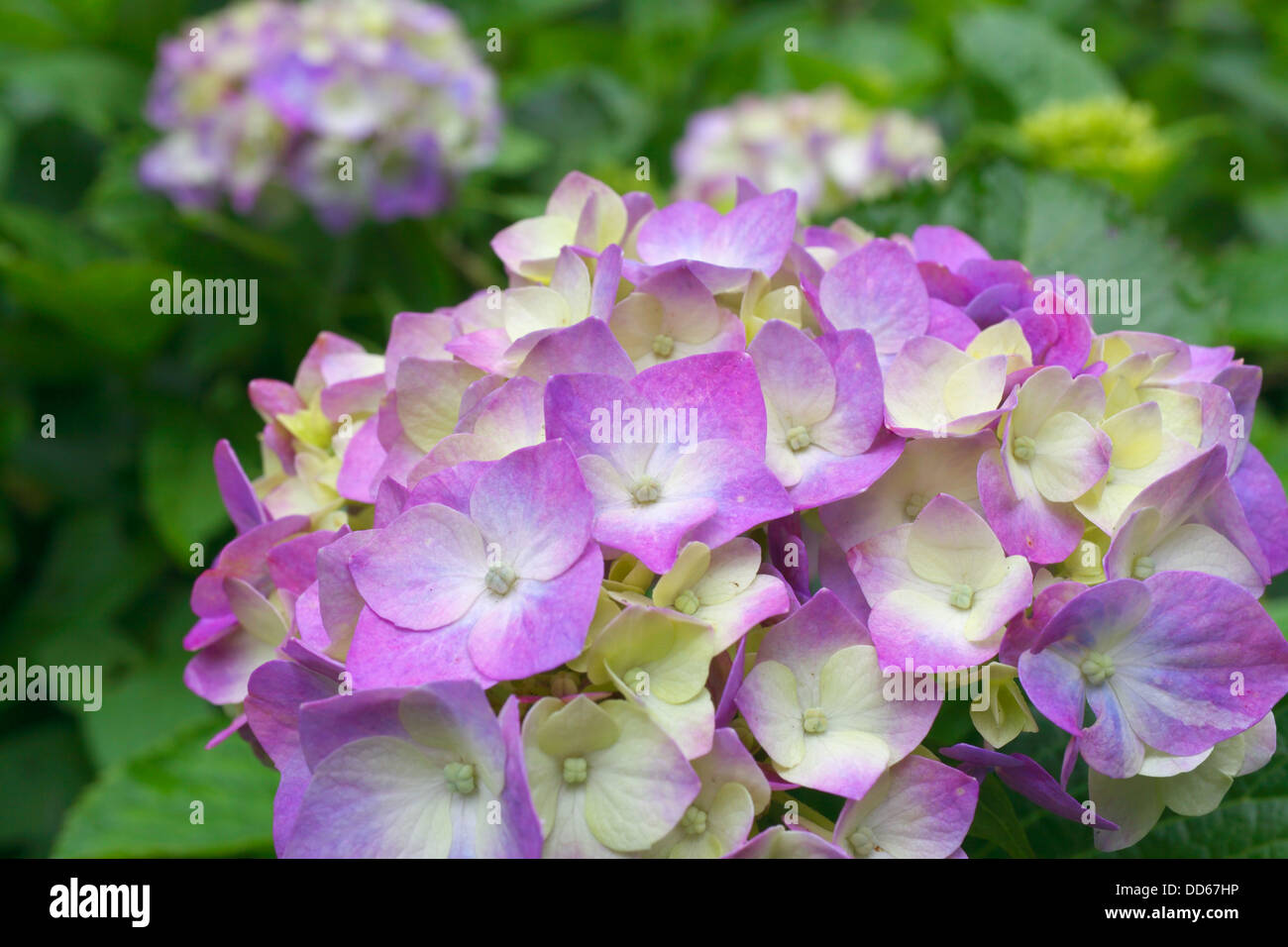 Hydrangea flowers Stock Photo