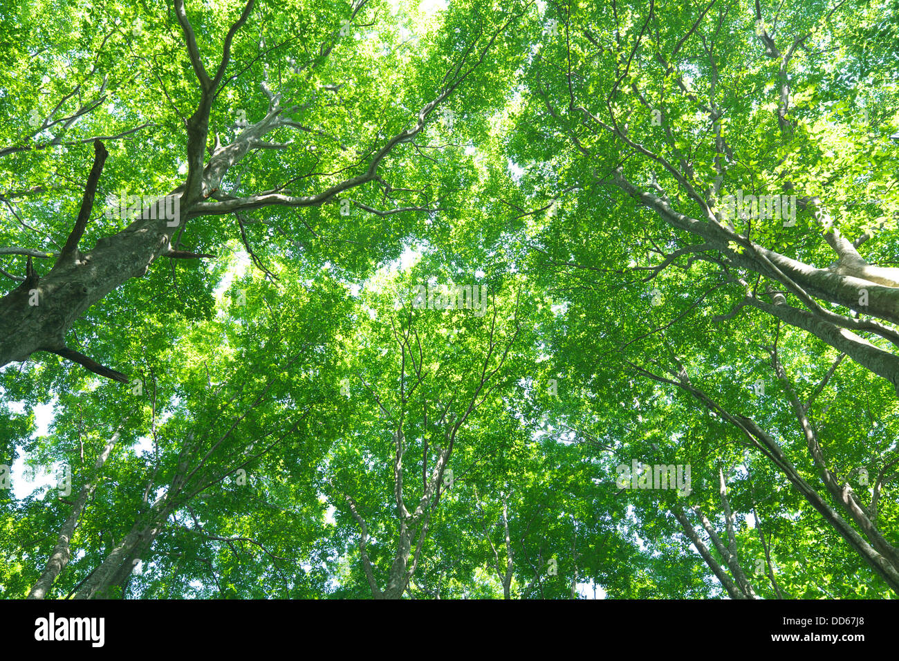 Beech forest, Yamagata Prefecture Stock Photo
