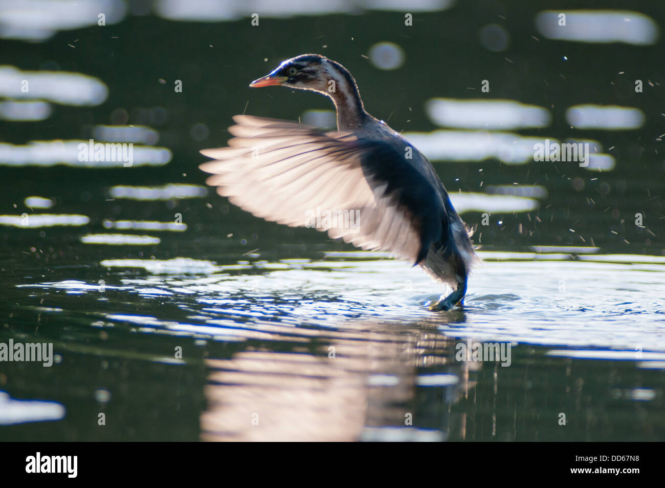 Little Grebe flapping on water Stock Photo