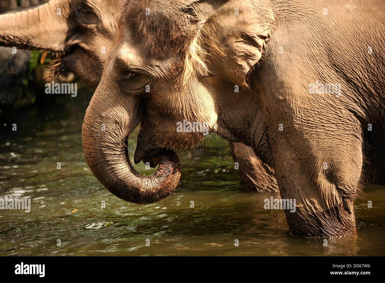 Asia  Singapore  Asian elephants at Singapore zoo Stock Photo