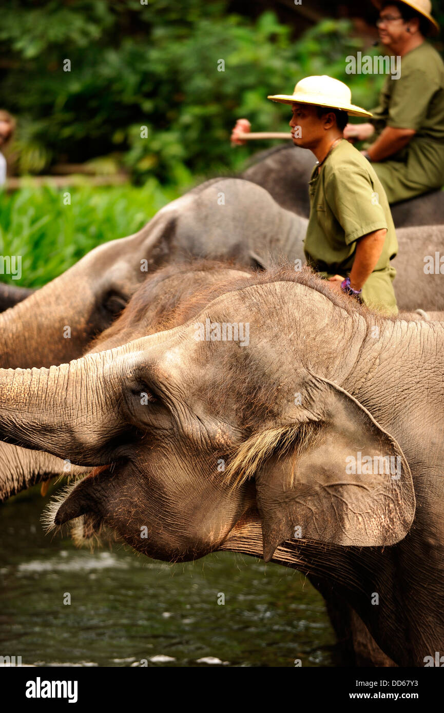 Zoo animali hi-res stock photography and images - Alamy