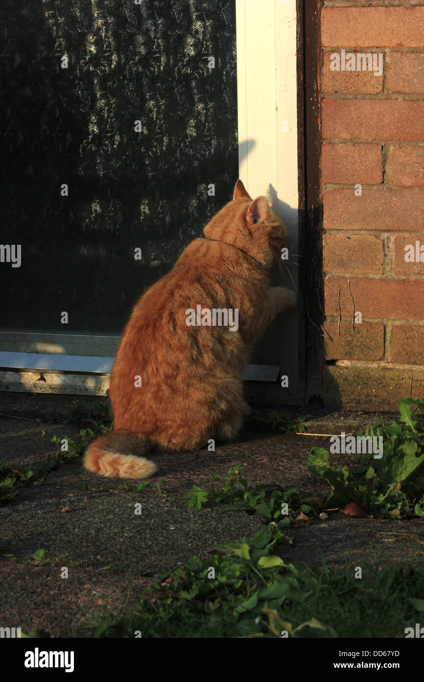Ginger cat waiting at door to be let in Stock Photo