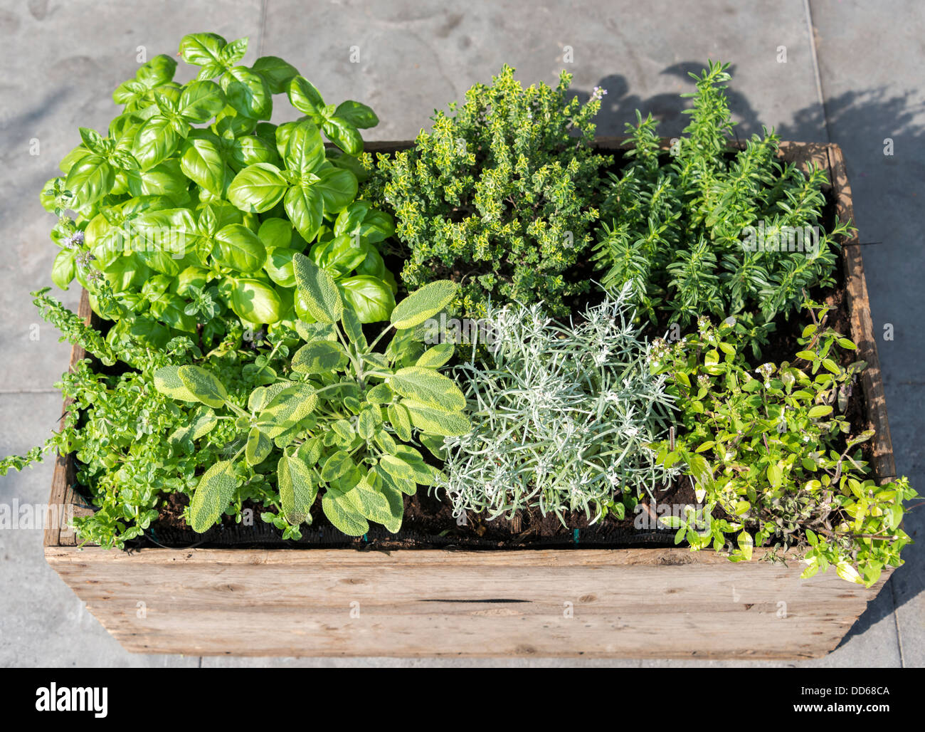 wooden container with fresh herbs menthe mentha pulegium,immortelle helichrysum italicum ,origan origanum aureum ,savory saturej Stock Photo