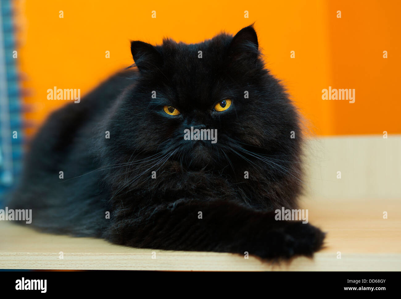 Black male cat express anger at orange background Stock Photo Alamy