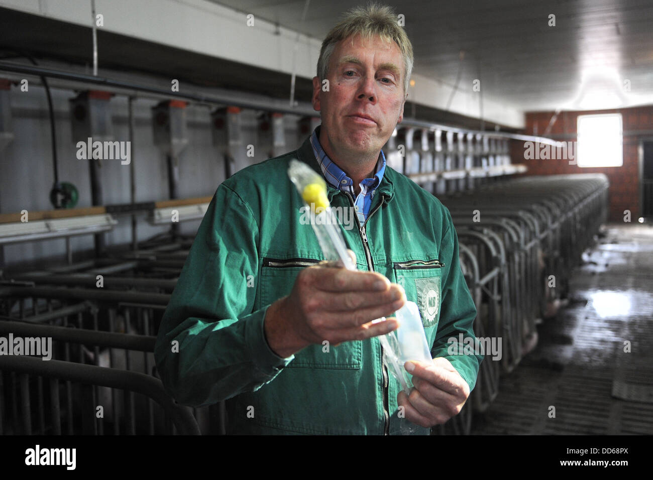 Farmer Juergen Seegers explains the inseminating of sows on his pig farm in Großenkneten, Germany, 27 August 2013. The chamber of agriculture informs on a press tour about the farming of animals and the well-being of animals. Photo: Ingo Wagner Stock Photo