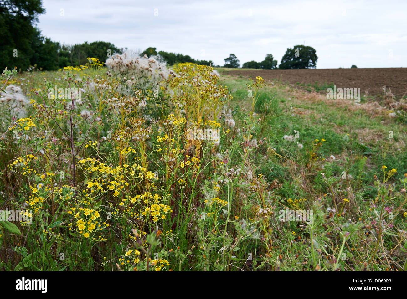 Conservation Setaside along Field Margin of Arable Farm Land. England