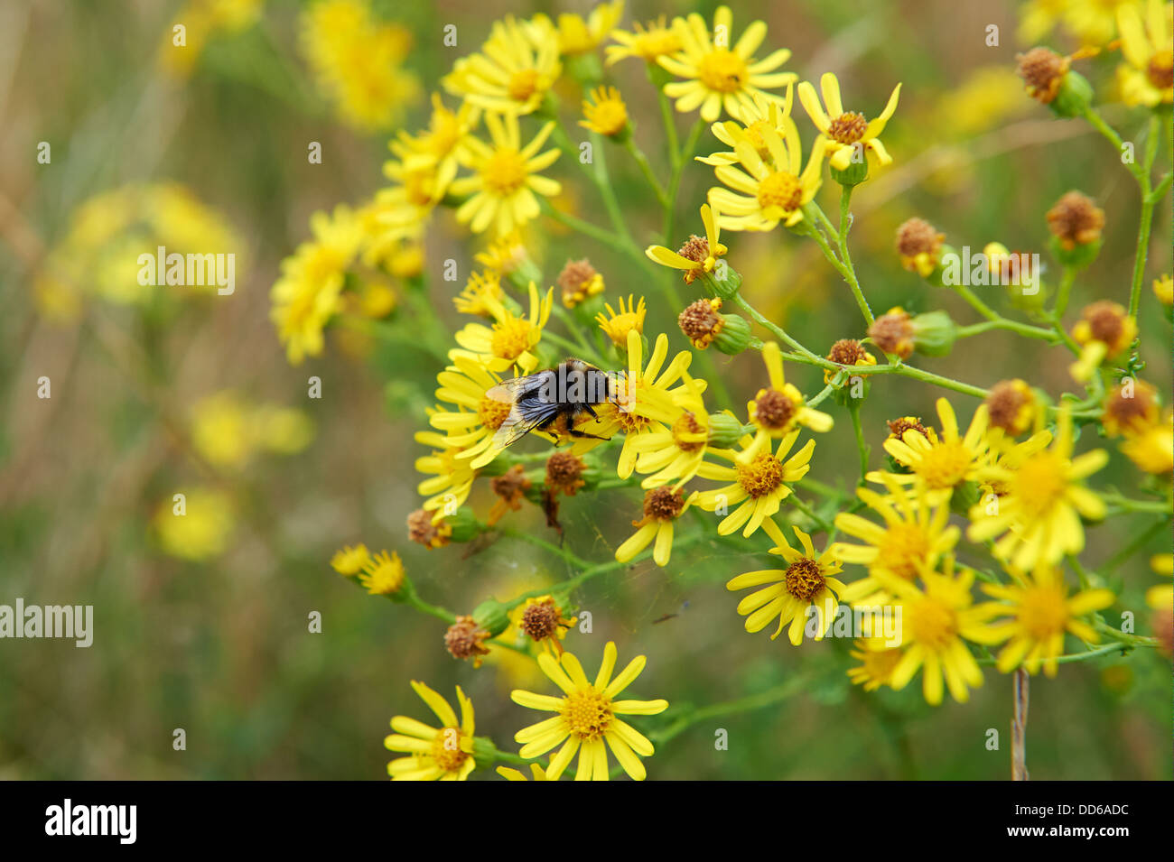 Buff-Tailed Bumble Bee, Bombus terrestris, Collecting Pollen from Ragwort on Conservation Farm Land. England, UK, 2013 Stock Photo