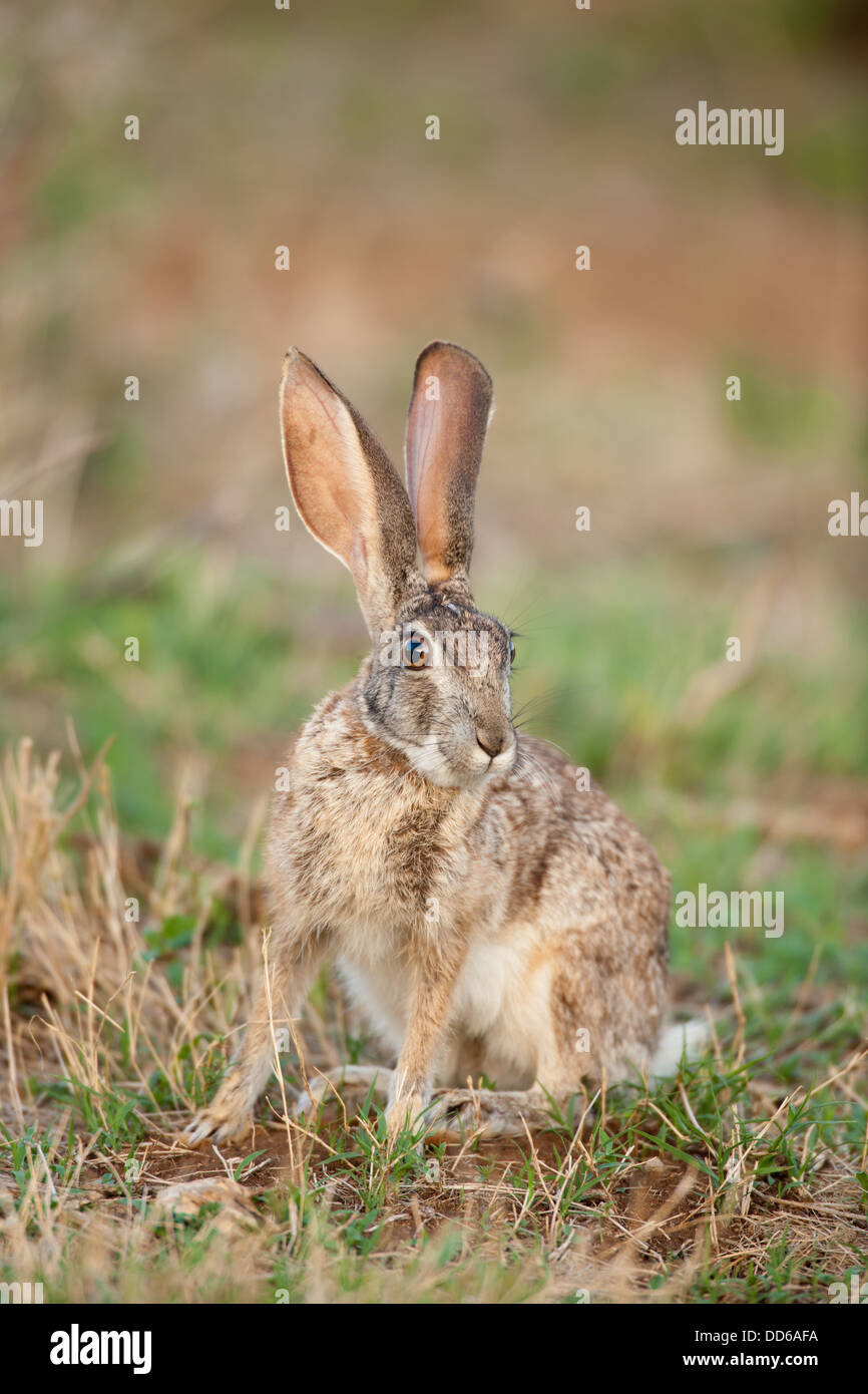 African hare hires stock photography and images Alamy