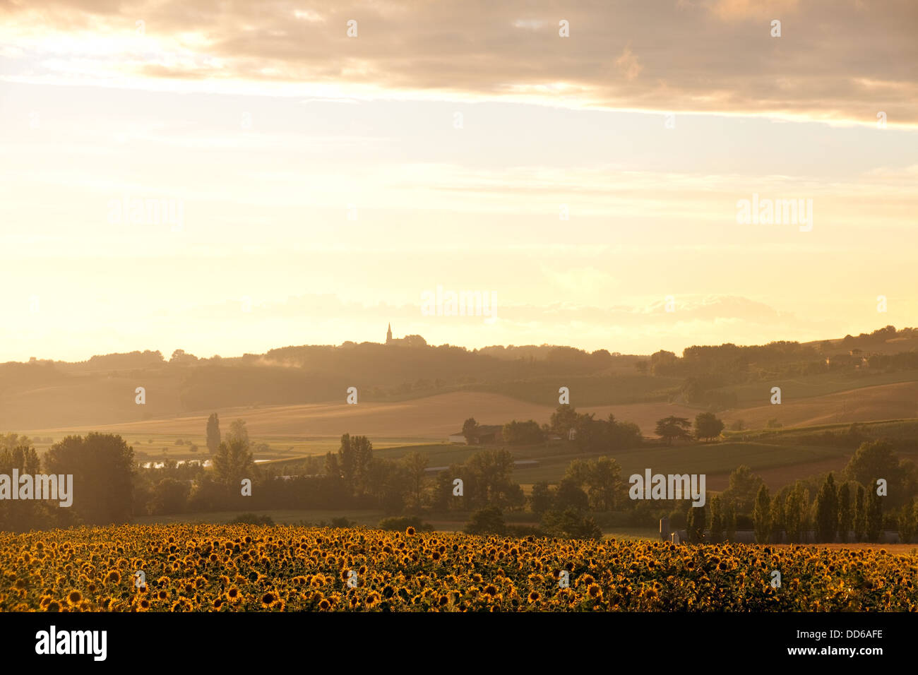 Lot valley - a view at sunset across sunflower fields near Castlemoron sur Lot, France, Europe Stock Photo