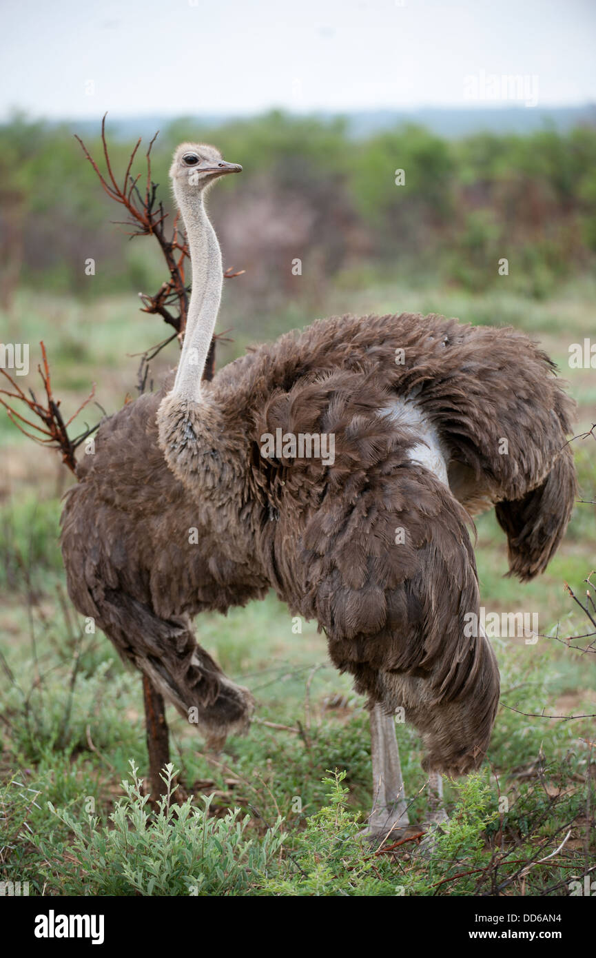 Female Ostrich, Struthio camelus, Madikwe Game Reserve, South Africa Stock Photo