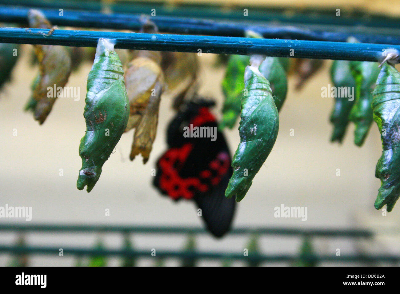 Butterfly cocoon close up Stock Photo Alamy