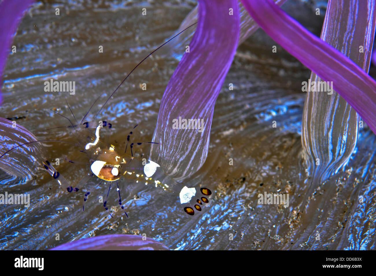 Anemone shrimp foraging among purple tentacles of host anemone. Stock Photo