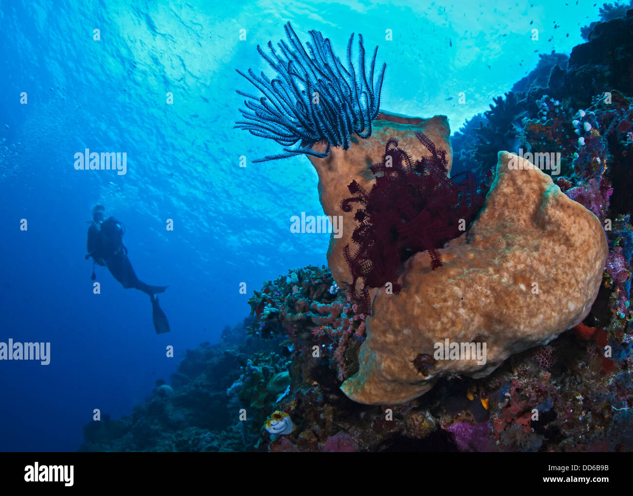 Close-focus wide angle view of crinoids on sponge with scuba diver silhouette in blue water. Stock Photo