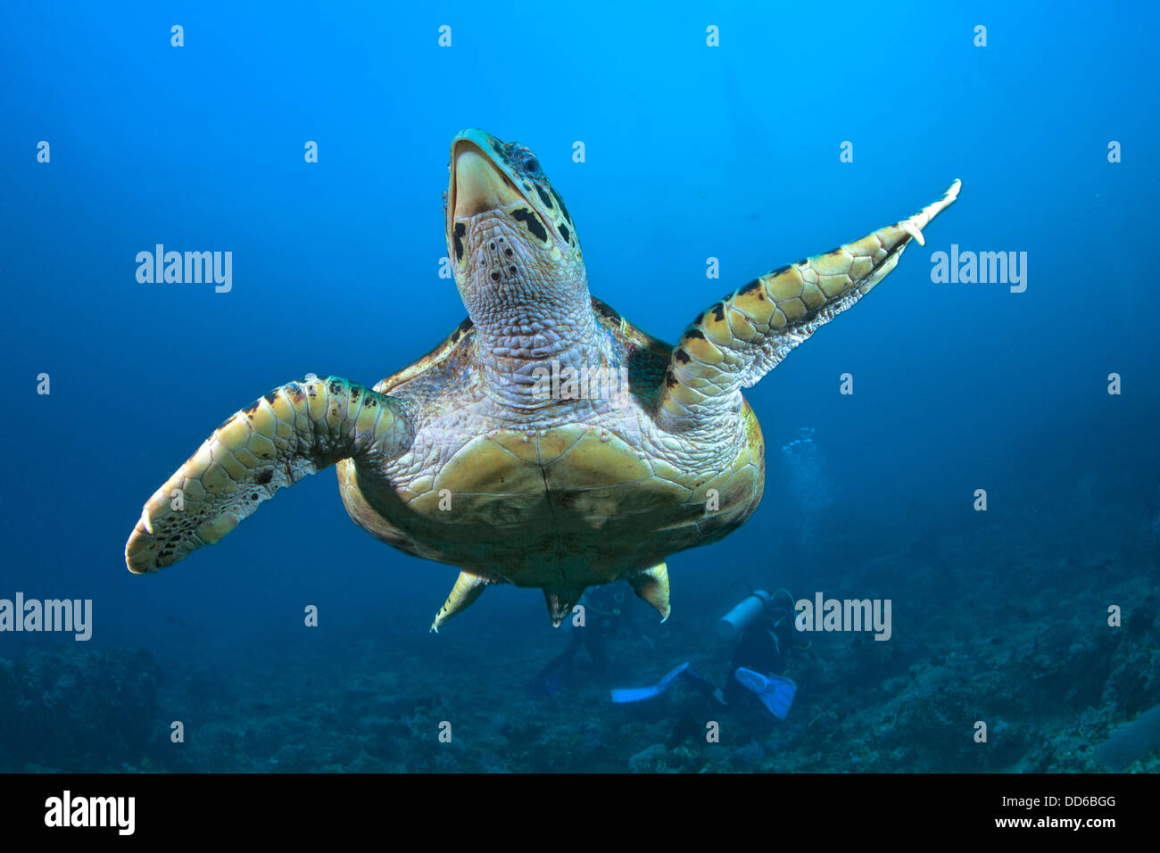 Hawksbill turtle swimming in blue water with scuba divers in background. Stock Photo