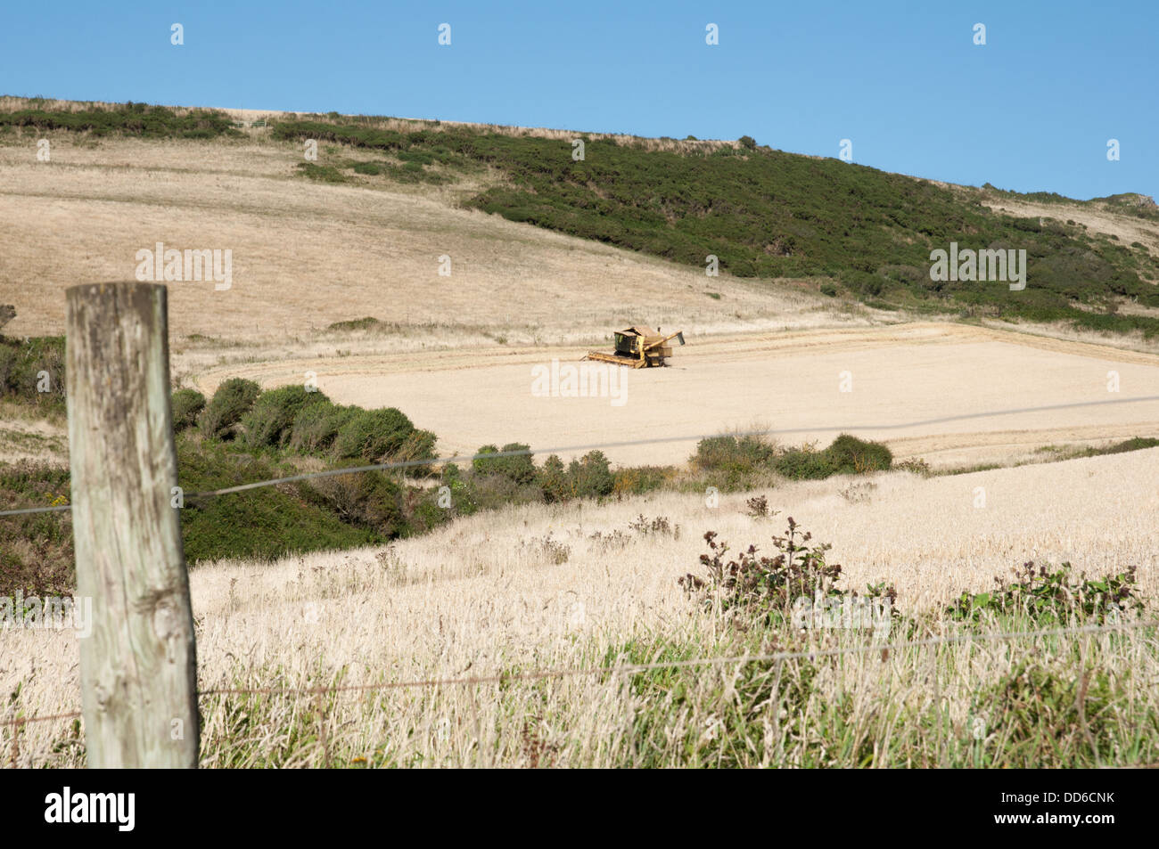 Combine harvester working in sloping field South Devon Stock Photo