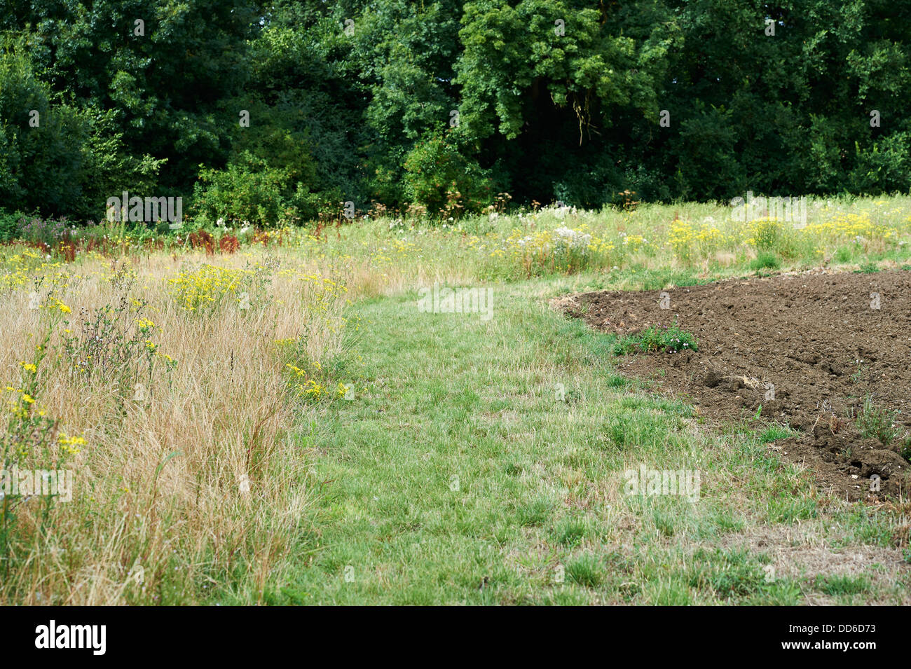 Conservation Setaside along Field Margin of Arable Farm Land. England