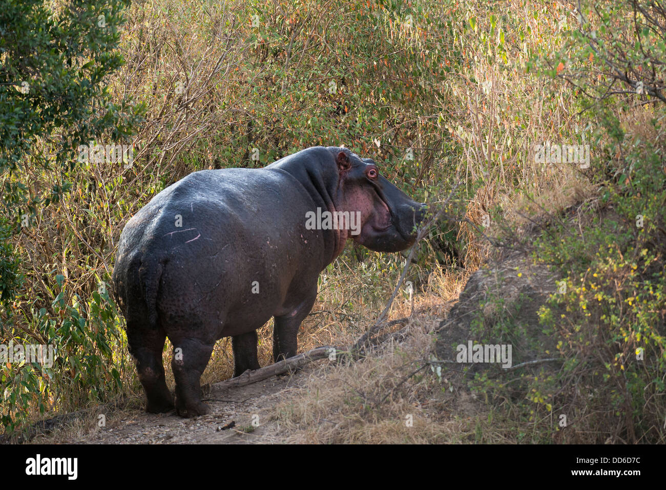 hippo (Hippopotamus amphibius kiboko) out of water, Masai Mara National Park, Kenya Stock Photo