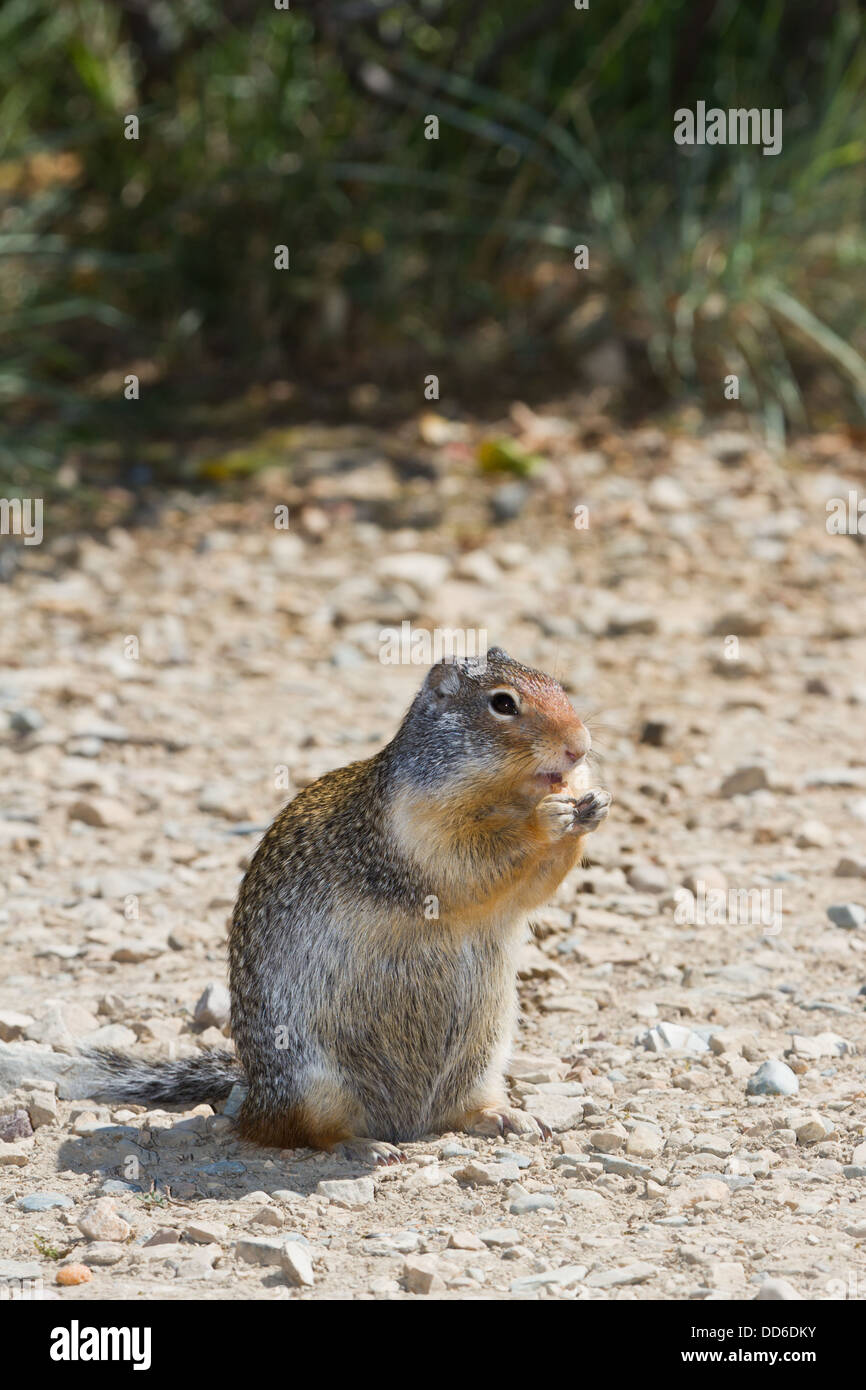ground squirrel eating nuts on a dirt road in northern Idaho Stock