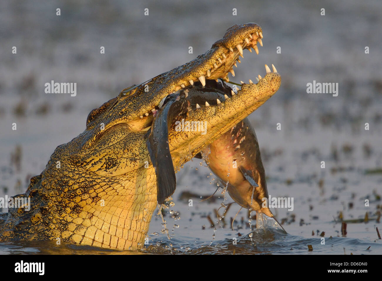 Choppers - Feeding Hungry Crocodile Game. Feed The Fish Quickly As