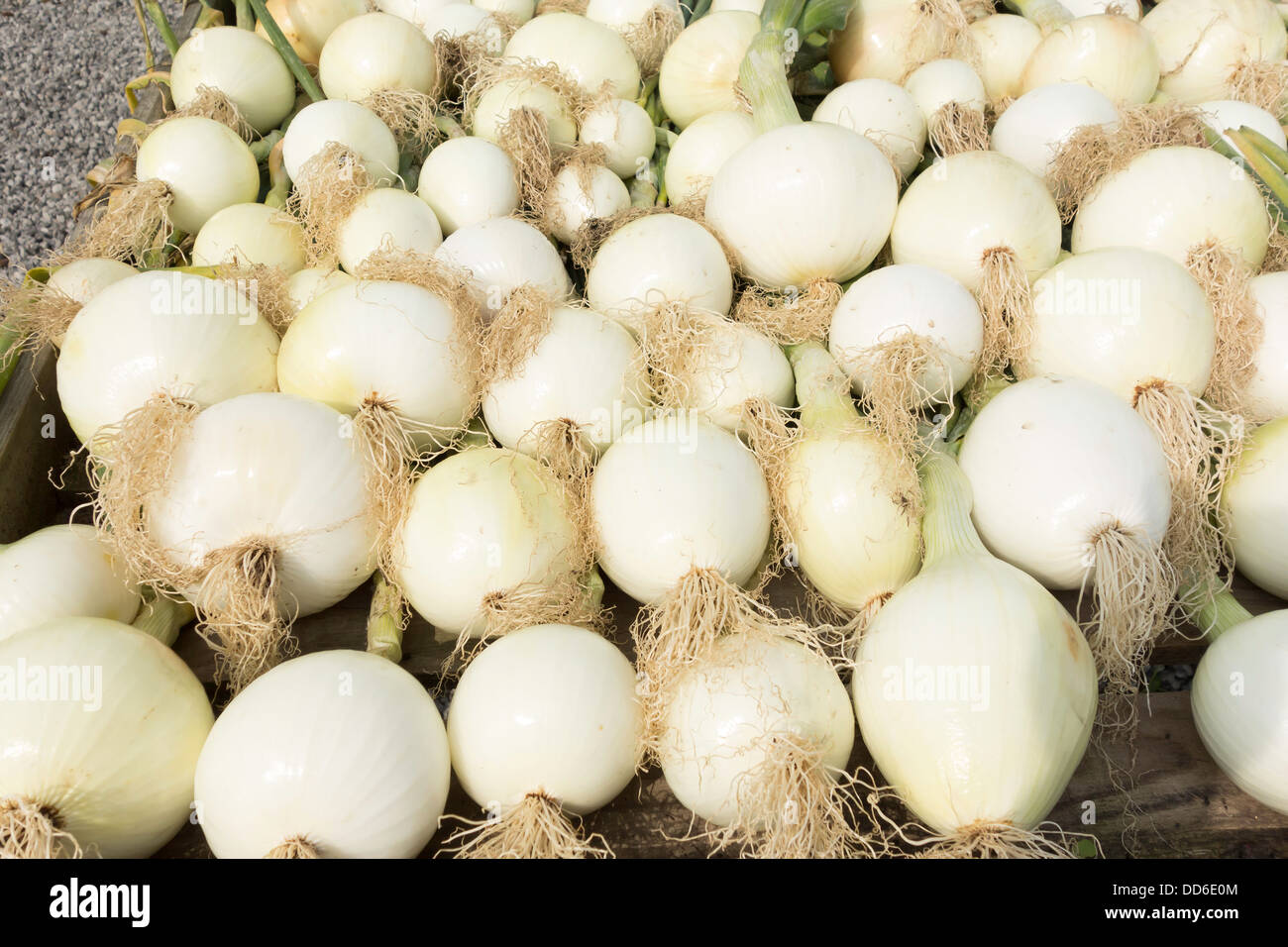Newly harvested Ailsa Craig show onions in a market garden Stock Photo
