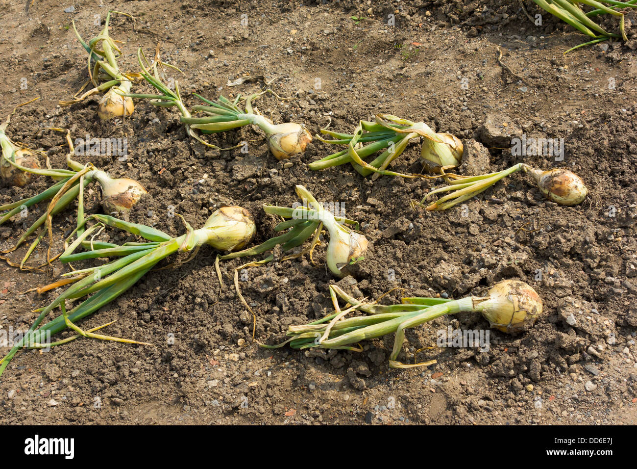 Ailsa Craig show onions growing in rows in a market garden ready to