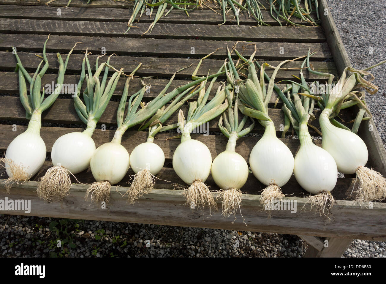 A row of newly harvested Ailsa Craig show onions in a market garden