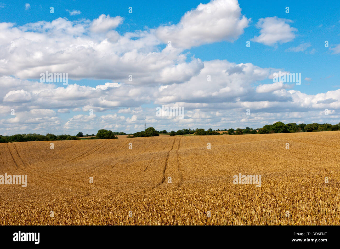 A field of cereals growing in typical Essex farming country outside Braintreee. Stock Photo
