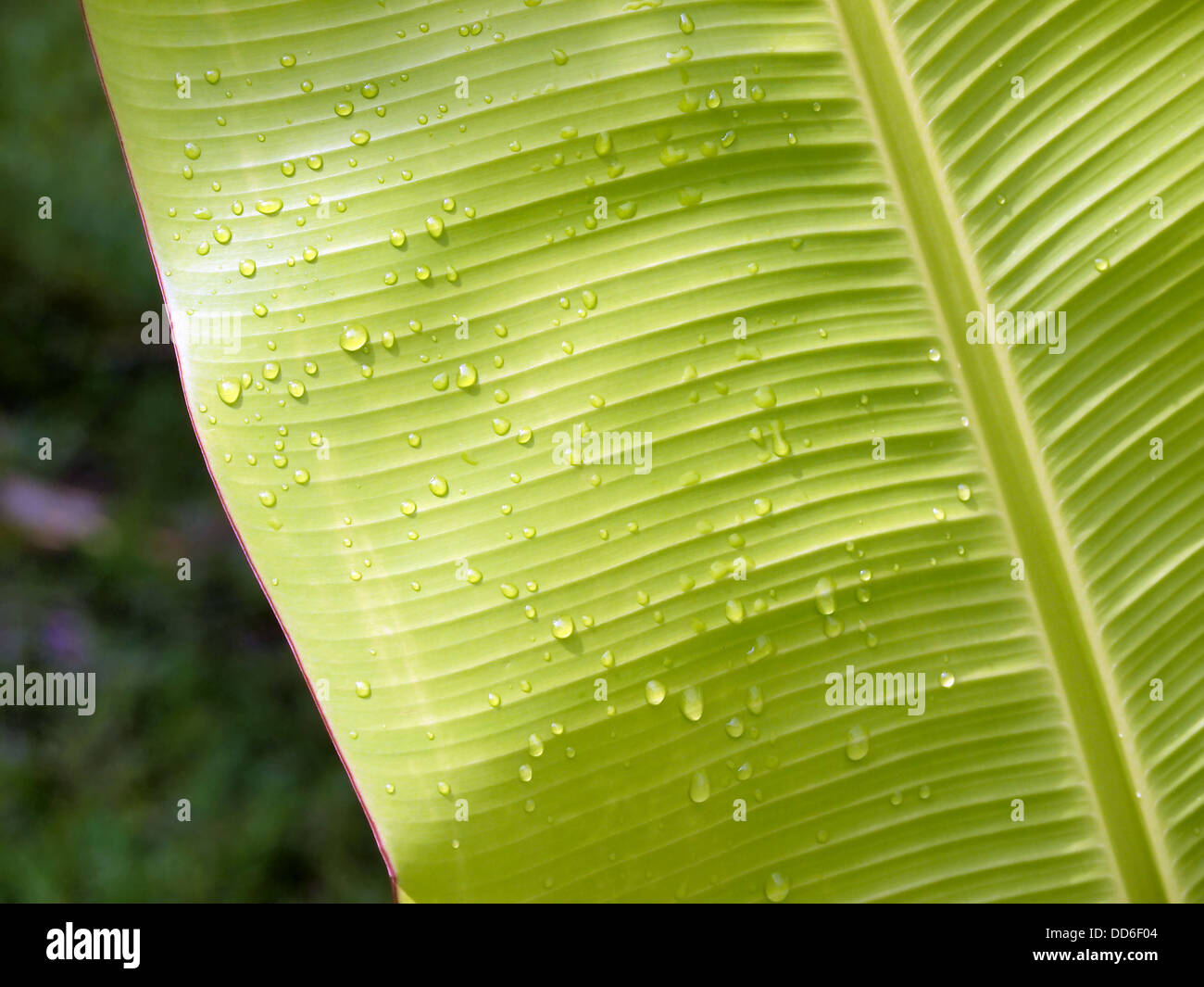 Close-up view of banana leaf with water droplets Stock Photo