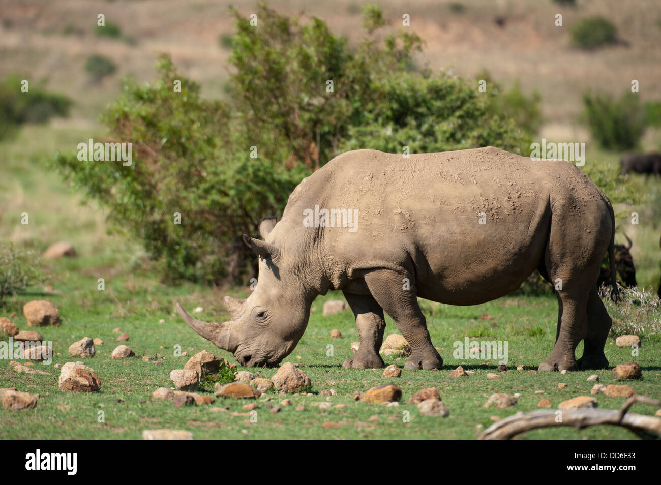 White rhinoceros (Ceratotherium simum), Pilanesberg Game Reserve, South ...