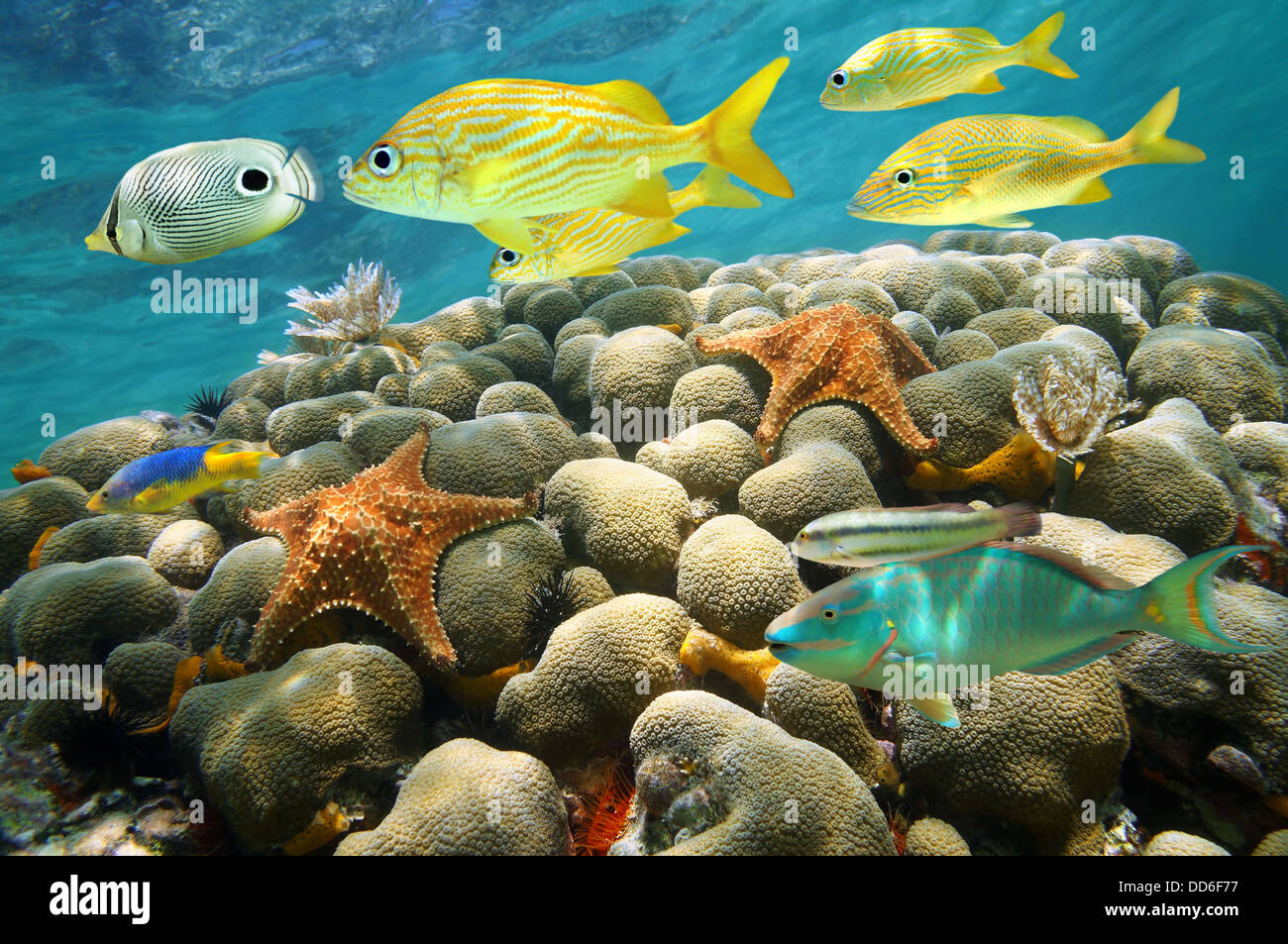 Starfish and colorful tropical fish in a coral reef, Caribbean sea Stock Photo