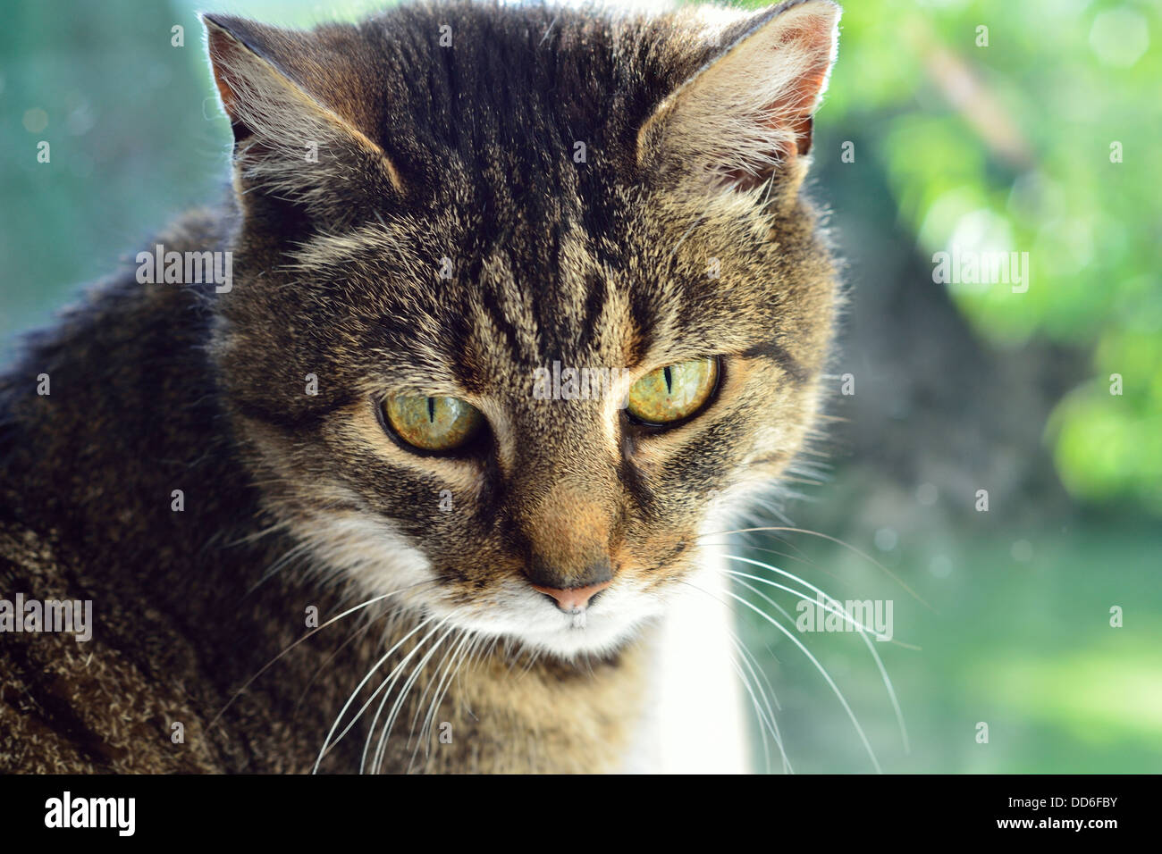 Very Angry Cat with a Narrowed Green Eye. Looks Haughty and Evil